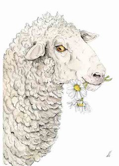 Wenskaart - Saisy sheep