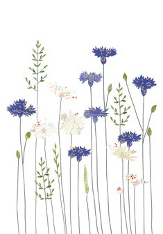 Wenskaart Cornflowers &amp; Daisies