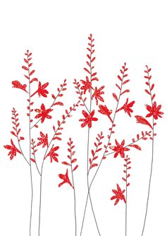 Wenskaart Crocosmia