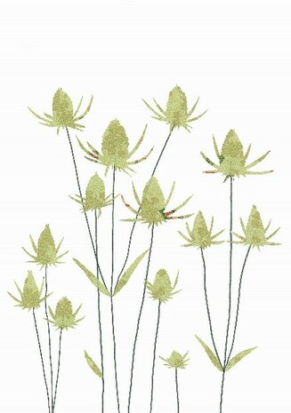 Wenskaart Teasels